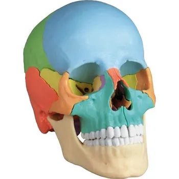 Erler Zimmer Lebka člověka - 22-dílný didaktický model