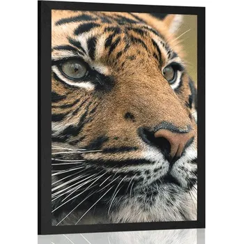 Plakát Dovido Plakát bengálský tygr