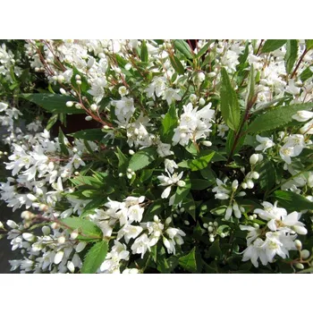 Sazenice Deutzia gracilis Kontejner 2,5 l, v. 20-30 cm