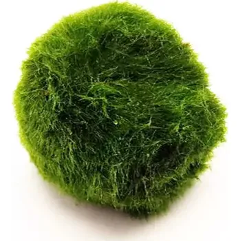 Cladophora aegagropila - Řasové koule 2 - 4 cm