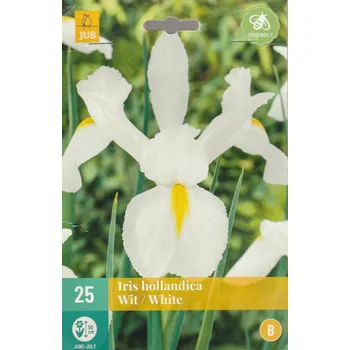 Sazenice Kosatec holandský White (25 cibulí, bílý)