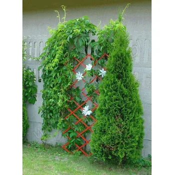 Opora na rostlinu ALDOTRADE Skládací mřížka na popínavé rostliny Pergola - hnědá