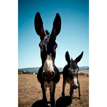 Plakát Plakát - Osli 120 x 80 cm (plakát na zeď)