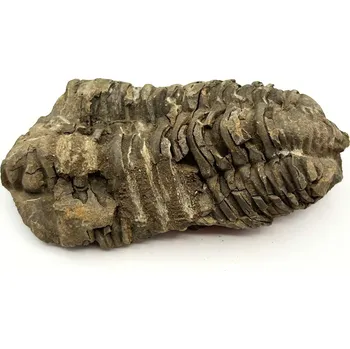 Magieprirody.cz Fosilie Trilobit Calymene Flexicalymene 95 mm #362