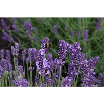 Sazenice Levandule korunkatá na kmínku Anouk 60 cm