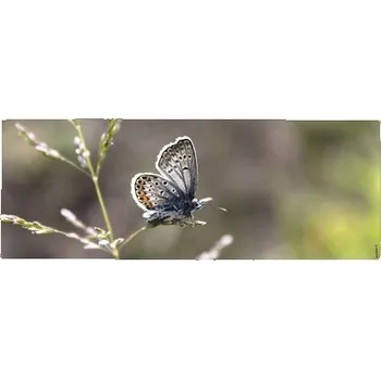 Obklad Koupelnová zádní stěna mySPOTTI aqua Schmetterling 120x45 cm