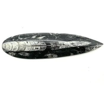 Sběratelství Magieprirody.cz Fosilie Orthoceras 170 mm (Maroko) #K711