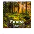 Kalendář Helma365 Nástěnný kalendář Forest/Wald/Les 2024