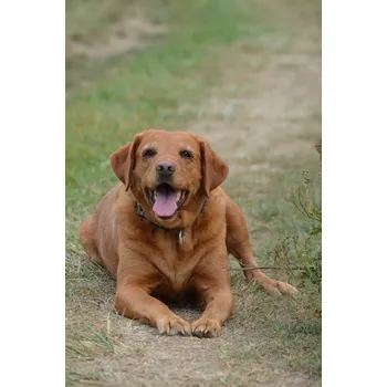 Kloubní výživa RAK-Brno Kloubní výživa RAK Active + Senior Váha: 500 g