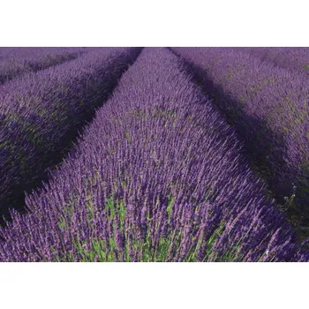 Tapeta Vliesová fototapeta na zeď Rasch 890204, Magic Walls, velikost 3,71 x 2,65 m