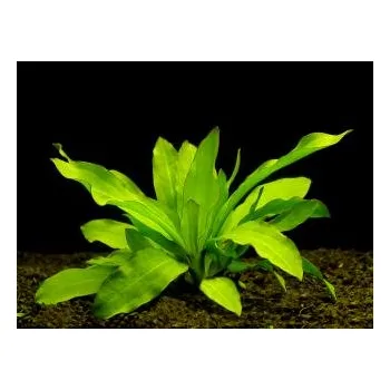 Akvarijní rostlina Echinodorus major - Štípatkovec velký (balení - koš)