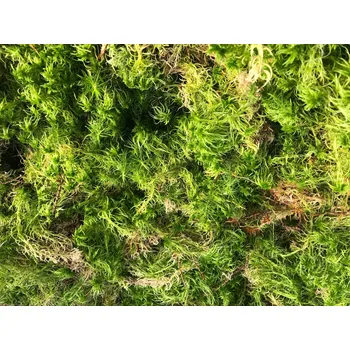 Substrát Rašeliník živý | minisubstrát | 1 litr