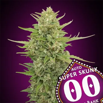 Semeno 00 Seeds Auto Super Skunk Počet ks Feminizované: 3