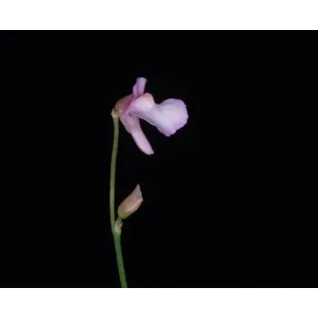 Sazenice Utricularia parthenopipes | Bublinatka