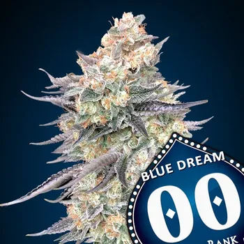 Semeno 00 Seeds Blue Dream Počet ks Feminizované: 3