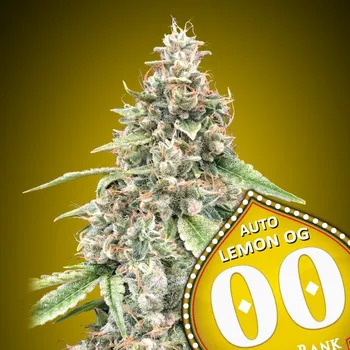 Semeno 00 Seeds Auto Lemon OG Počet ks Feminizované: 3