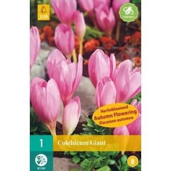 Cibulovina JUB Holland Ocún Colchicum Giant 1 ks