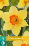 JUB Holland Narcissus Red Devon 5 ks