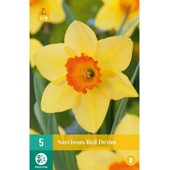 Semeno JUB Holland Narcissus Red Devon 5 ks