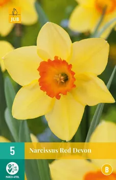 Semeno JUB Holland Narcissus Red Devon 5 ks