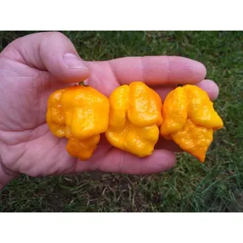 Semeno chilli-semena 7 Pot Brain Strain Yellow