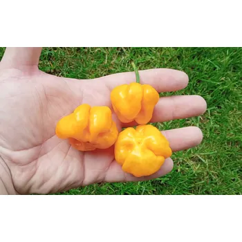 Semeno chilli-semena Scoth Bonnet Yellow