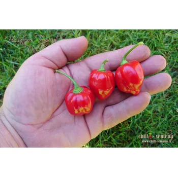 Semeno chilli-semena Habanero Tropical Red 10 ks