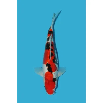 Krmivo pro rybičky HQ Doitsu Sanke ... JK 2020B2906