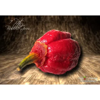 Semeno chilli-semena 7 Pot BubbleGum