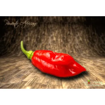 Semeno chilli-semena Pimento Africano