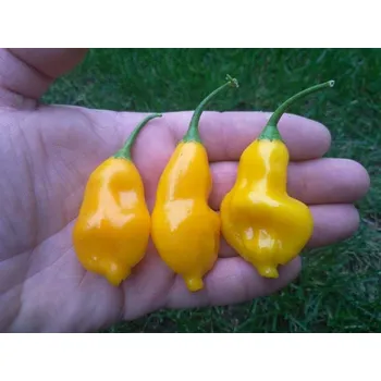 Semeno chilli-semena Aji Fantasy Yellow