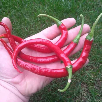 Semeno chilli-semena Joe's Long