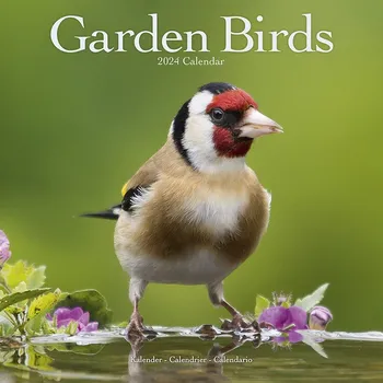 Kalendář Avonside Publishing Garden Birds 2024