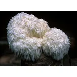 Sadba korálovec ježatý