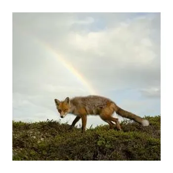 Zahraniční hudba LP Buck Meek: Buck Meek 2019