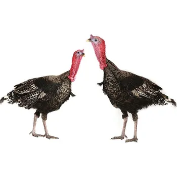 Krmivo pro hospodářské zvíře Afeedmix Kompletní krmivo pro výkrm krůt KR3 - 5kg