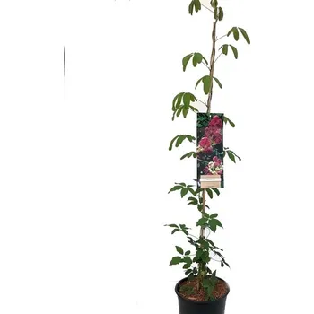 Sazenice Popínavá rostlina Akebia quinata - Akébie pětičetná 17 cm