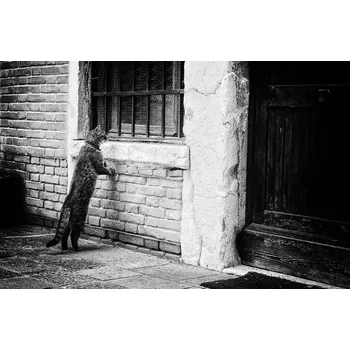 Plakát Plakát, Obraz - The cat, Izabella	Végh