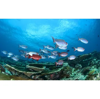 Plakát Plakát, Obraz - Enchanthed Gardens, Roberto Marchegiani