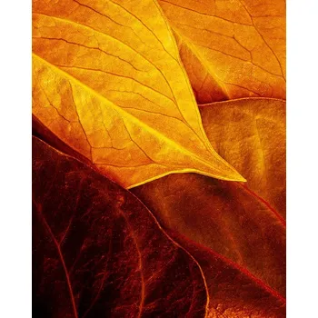 Plakát Plakát, Obraz - Leaves, Luiz Laercio