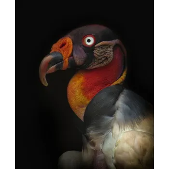 Plakát Plakát, Obraz - King vulture-Sarcoramphus papa, Ferdinando Valverde