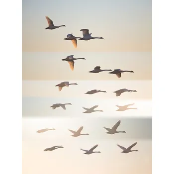 Plakát Plakát, Obraz - Past the sun, Leif Londal