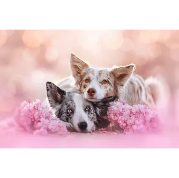 Plakát Plakát, Obraz - Sisters, Ve Shandor