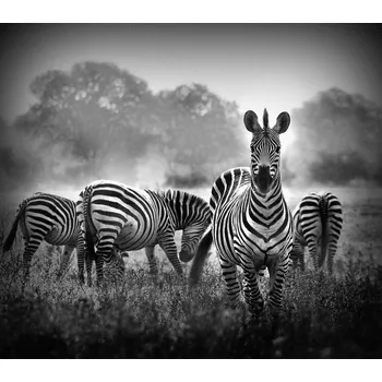 Plakát Plakát, Obraz - Stallion in a Pin Stripe Suit, WildPhotoArt