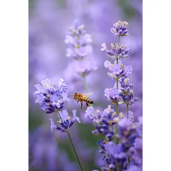 Plakát Plakát, Obraz - Lavender world, Andrii Kazun