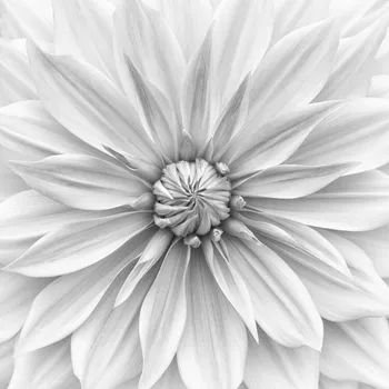 Plakát Plakát, Obraz - Hamari gold in monochrome, Lotte Gronkjar