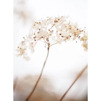 Plakát Plakát, Obraz - Soft dried flower_brown, Studio Collection