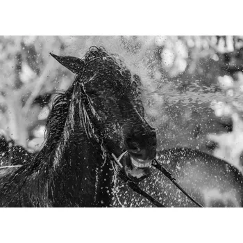 Plakát Plakát, Obraz - Splash, Andrés	Pluchinotta