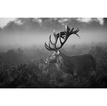 Plakát Plakát, Obraz - Sunny Morning, Robert Fabrowski