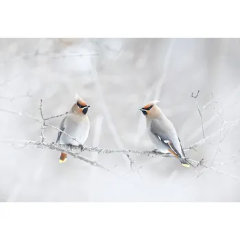 Plakát Plakát, Obraz - Bohemian Waxwings, Jim Cumming